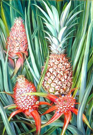 Wild Pine Apple in Flower and Fruit, Borneo