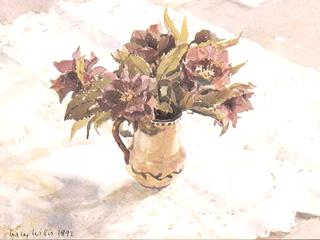 Hellebores