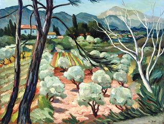 Trees in Provence