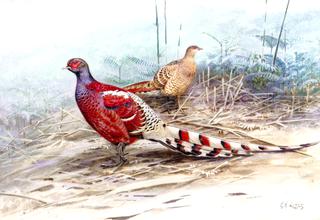 A Pair of Burmese Pheasants