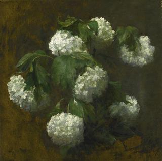 White Hydrangeas