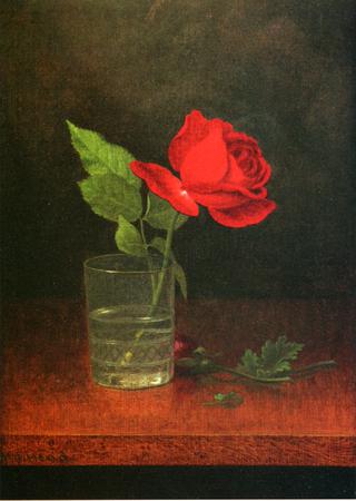 A Single Rose in a Glass