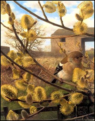 Hen Chaffinche with Willow Catkins