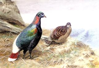 A Pair of Sclater's Impeyan Pheasants