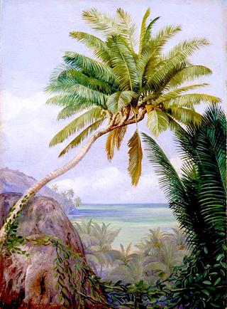 The Six-Headed Cocoanut Palm of Mahé, Seychelles