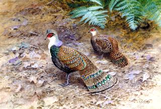 A Pair of Bornean Peacock Pheasants