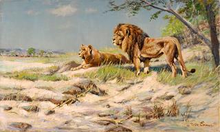 A Lion Couple