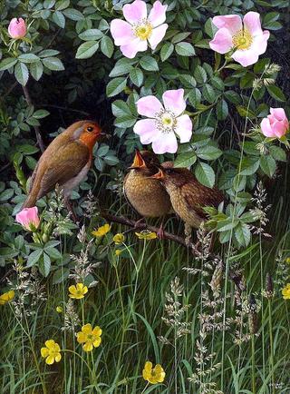 Robin Feeding Young