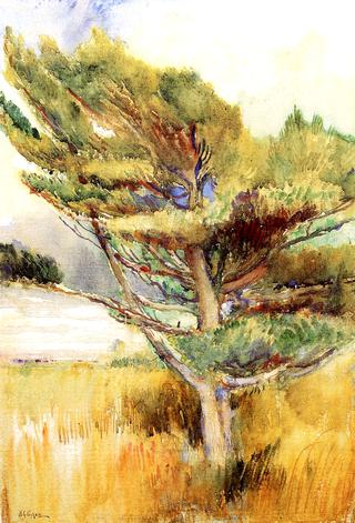 Windswept Pine