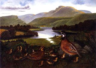 Quail in Landscape