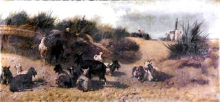 Goats, Outskirts of Cádiz