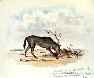 Dusky Wolf (Lupus Nubilus)