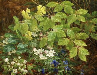 A Forest Floor with Anemones and Violets