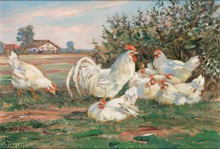 Hens and Rooster