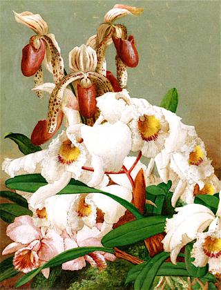 Orchids