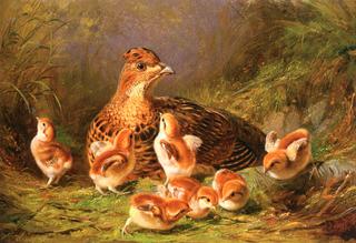 Ruffed Grouse and Chicks