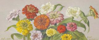 Zinnias