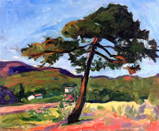 Pine, St. Tropez