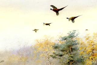 High Flyers, Pheasants in Flight