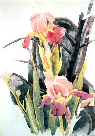 Flowers: Irises