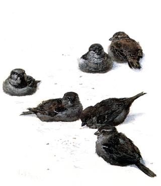 Sparrows in the Snow