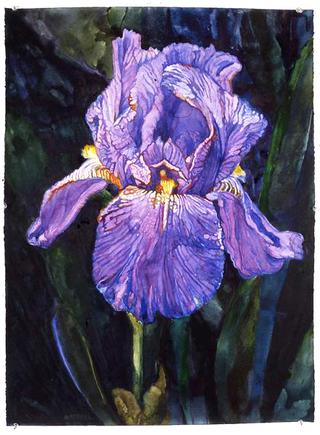 Iris