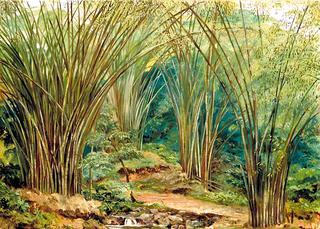 Valley of Bamboos near Bath, Jamaica