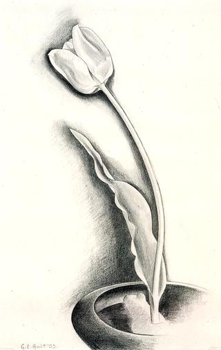 Tulip