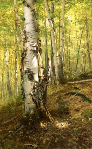 Silver Birches