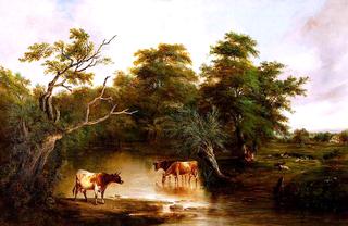 Cattle Watering