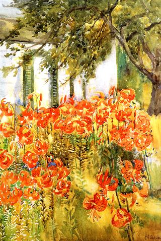 Day Lilies, Gloucester, Massachusetts