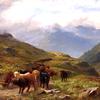 Highland Cattle, a Mountain Road, near Ballachulish, Argyll