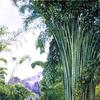 锡兰佩拉丹尼亚皇家植物园的一丛竹子
