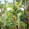 爪哇州别登佐格植物园棕榈树群