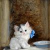 小猫