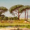 Parasol Pines, St. Raphael