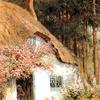 小屋前的鸽子