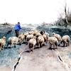 一个牧羊人和他的羊群在荒野上