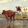 索尔福尔姆的奶牛