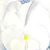 白色堇型花