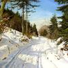 穿过森林的雪道