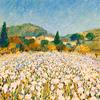 Iris Farm near Guillaumes