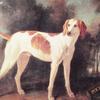 波多尔，路易十五的狗