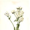 Western Yarrow (Achillea lanulosa)