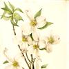 Flowering Dogwood (Cornus florida)