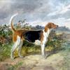 Fox Hound "Gladsome"