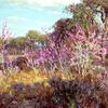 圣安东尼奥莱昂泉盛开的紫荆树