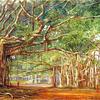 爪哇州布滕佐格的老榕树