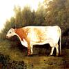 “斑点南希”：一头牛