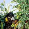 昆士兰树的叶子、花和果实，以及黑凤头鹦鹉
